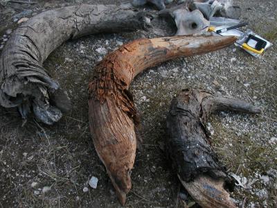 Ancient Bison Bones (2 of 2)