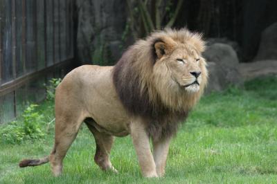 Lion mane linked to climate | EurekAlert!