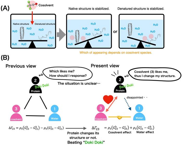 Cosolvent effects on a protein structure and triangular relationship between protein, water, and cosolvent.