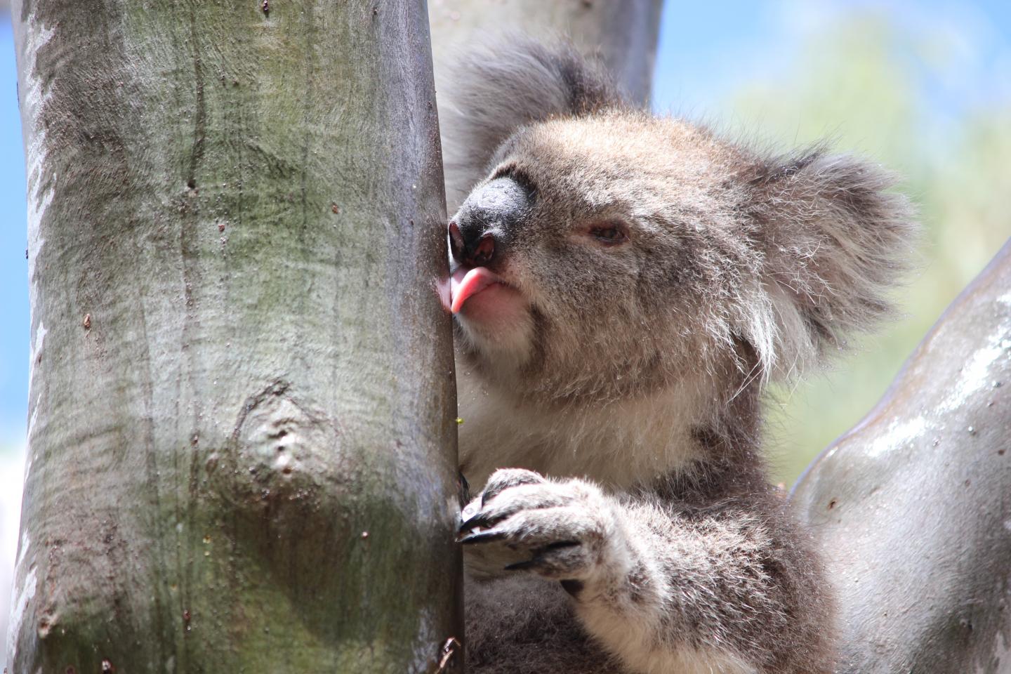Koala Licking a Tree