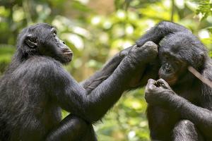 Bonobos grooming