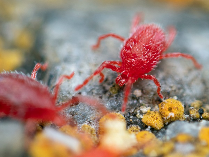 The red velvet mite Balaustium murorum (Prostigmata: Erythraeidae)