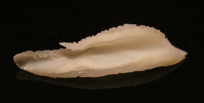 Close-up of a bluefin tuna otolith