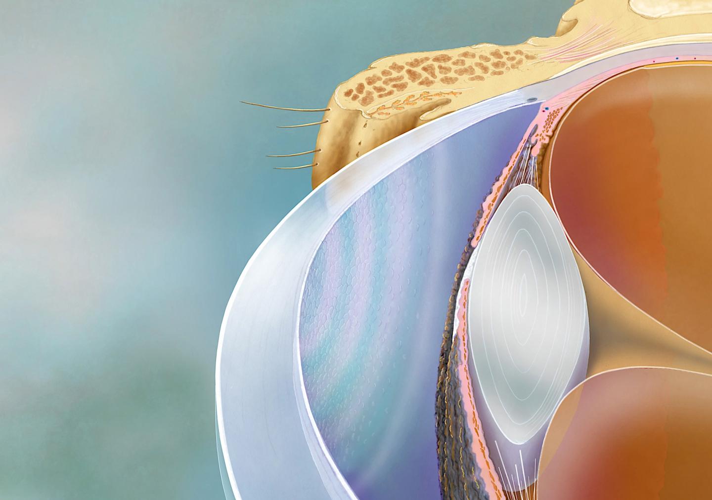 A Quantitive Biomarker for Cornea Cell Quality