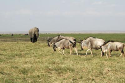 Wildebeest and Elephants