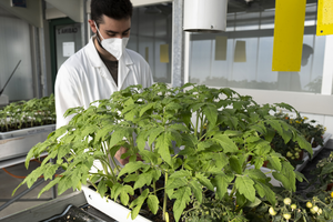 Personal investigador trabajando con tomateras en los invernaderos del CRAG