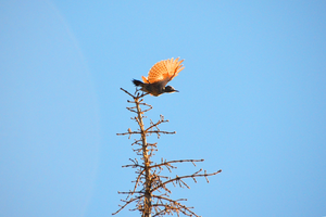 Soaring woodpecker