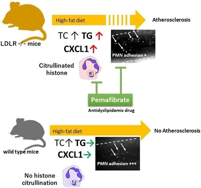 Proposed mechanisms of vascular inflammation in  LDLR -/- mice fed High Fat Diet