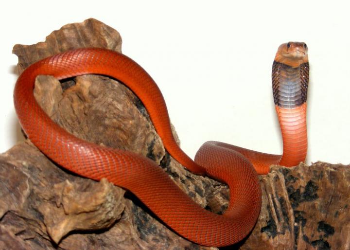 The Sudanase red spitting cobra