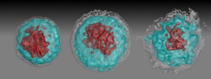Zika-Infected White Blood Cells