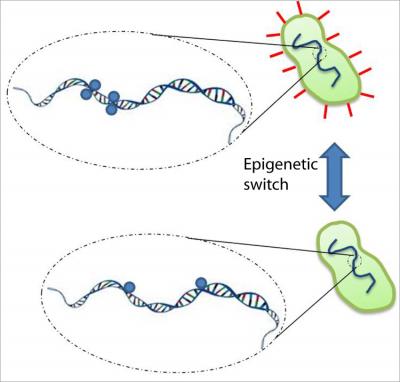 Action of Dam Enzyme on <i>E. coli</i> DNA