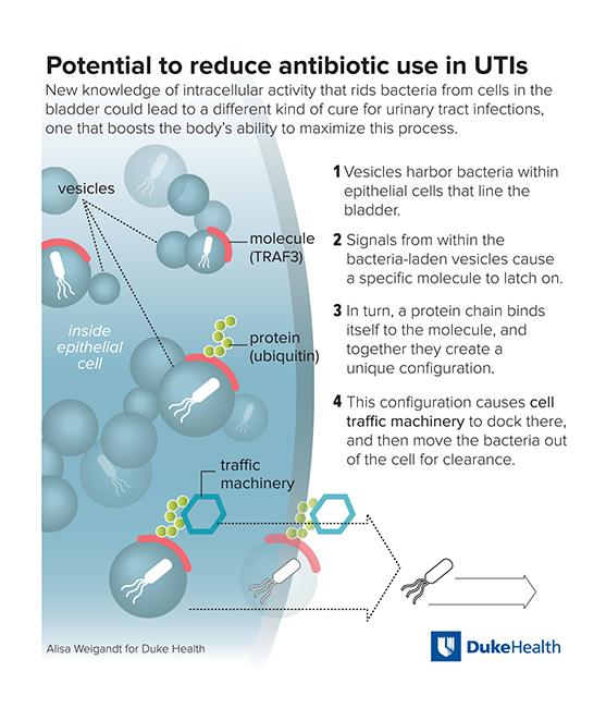 Potential to Reduce Antibiotic Use in UTIs