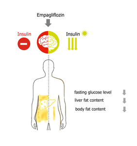 Empagliflozin Improves Insulin Sensitivity of the Hypothalamus in Humans With Prediabetes