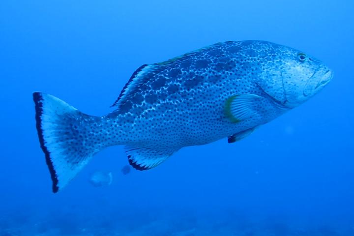 Identifying Groupers by Their Sounds