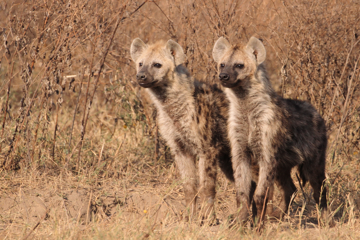 Young spotted hyena twin brothers in Ngorongoro Crater. They will likely join the same clan to breed.