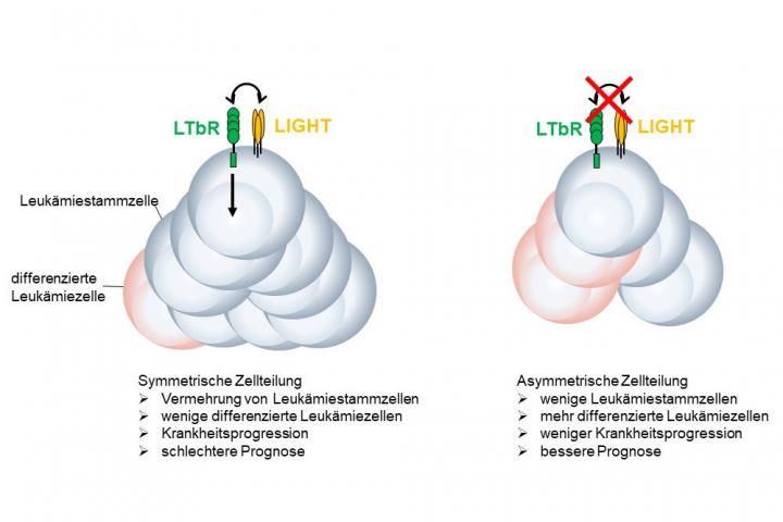 Signaling Pathway LIGHT/LTbR