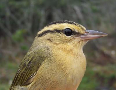 Migratory Songbird from Queen's University Study June 08