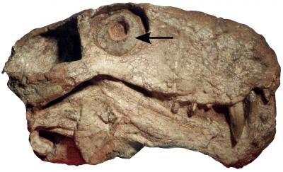 Gorgonsopian Specimen