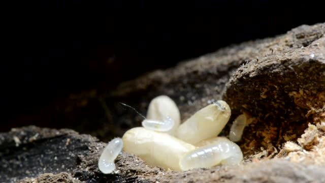 How Epigenetics Can Affect Ants' Behavior (9 of 9)