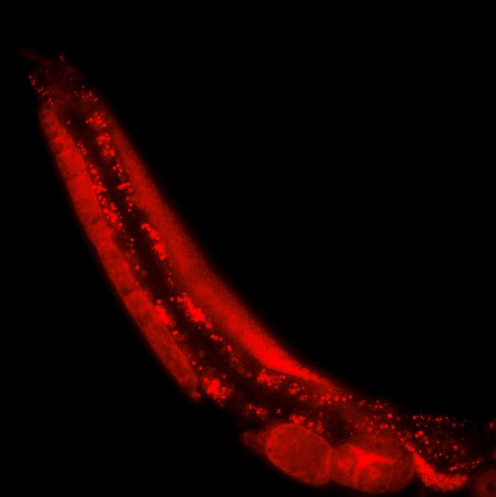 Microscopic fluorescence image of a C.tropicalis mother worm.