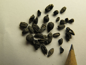 Ancient local winegrape seeds from Shivta