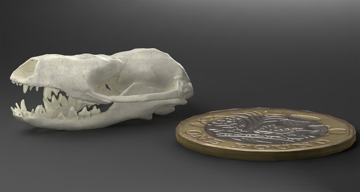 Digital skull model - Hadrocodium wui.
