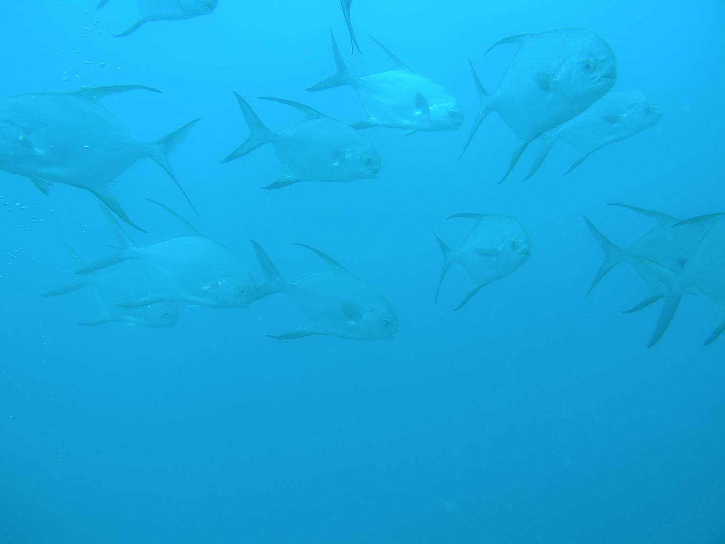 A School of SnubNosed Darts B [IMAGE] EurekAlert! Science News Releases