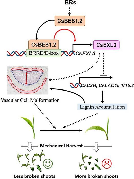 Schematic representation of relationship between transcriptional regulation of CsBES1.2 on CsEXL3 and leaf droopiness.