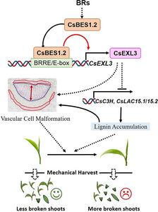 Schematic representation of relationship between transcriptional regulation of CsBES1.2 on CsEXL3 and leaf droopiness.