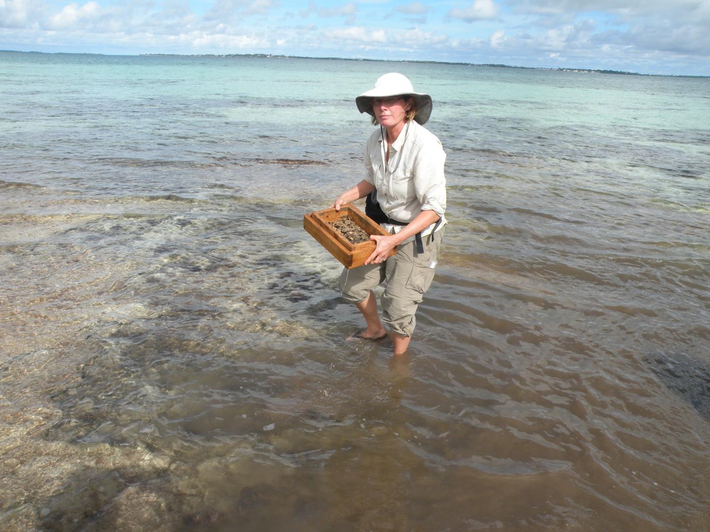 Author Janet Franklin Screen Washing Sediment for Fossils