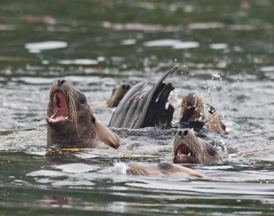 Hungry Sea Lions