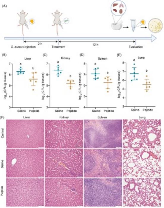 Biosafety evaluation of peptides in mice.