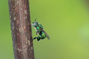 Orchid bee