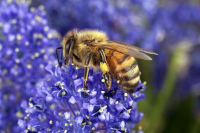 Bee Collecting Pollen