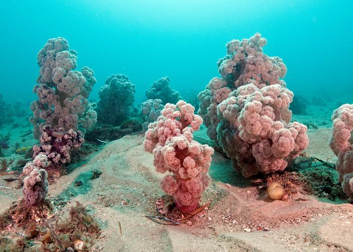 New Research Findings: Understanding the Sex Life of Coral Gives Hope of Clawing It Back from the Path to Extinction