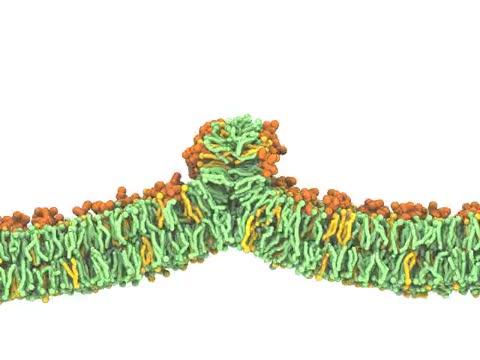 Cell Membrane Bifurcation
