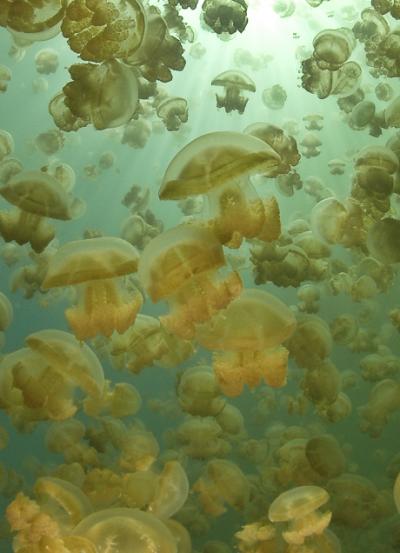 Golden Jellyfish