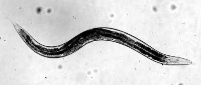 Nematode 