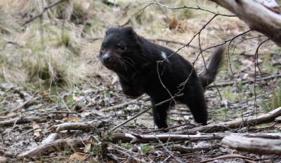 Wild Tasmanian Devil