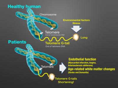 The Telomere G-Tail Length in Healthy Individuals and Patients