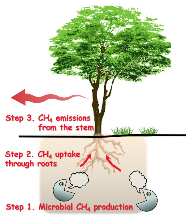 Process of CH4 Emissions from Alnus japonica