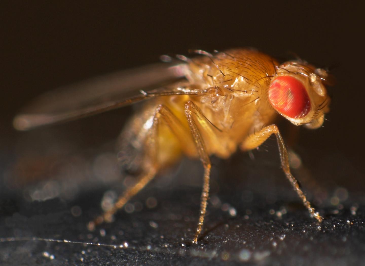 <i>Drosophila melanogaster</i>