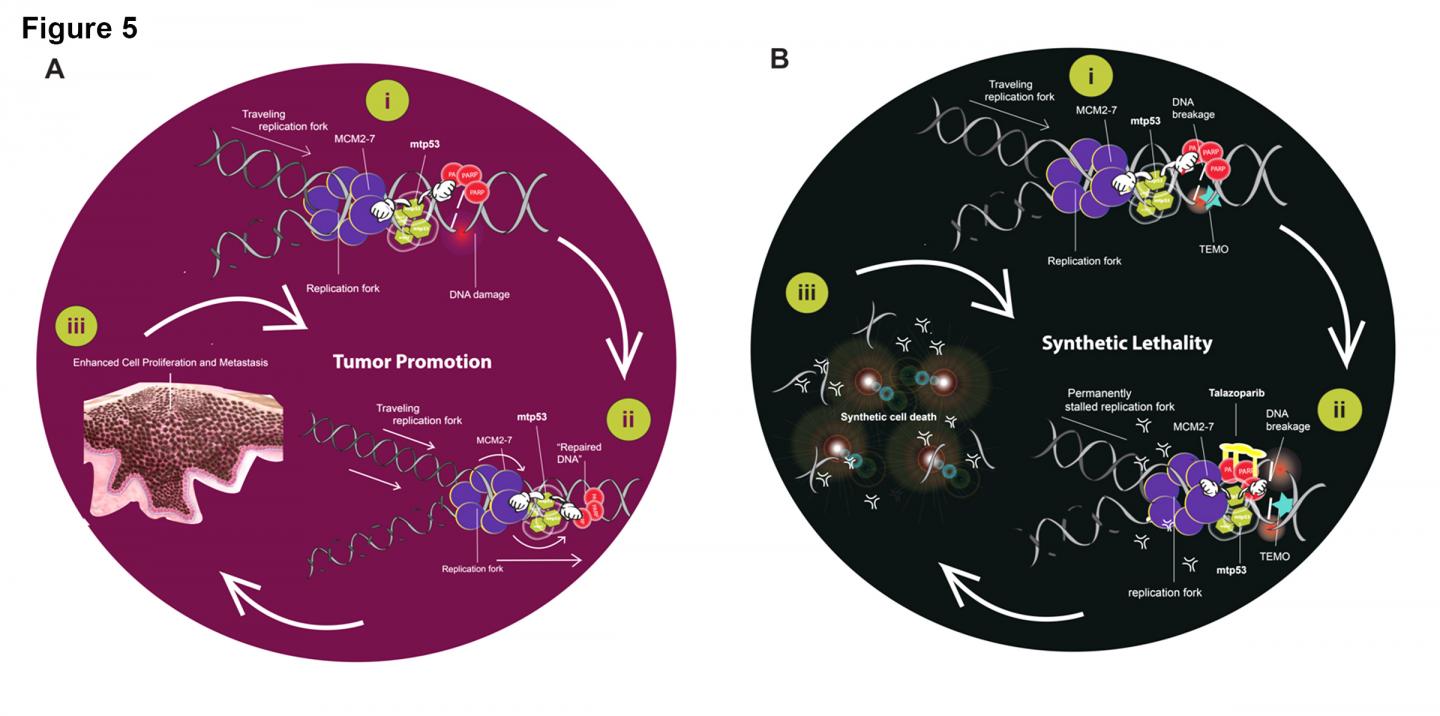 Target Therapy for Triple Negative Breast Cancer