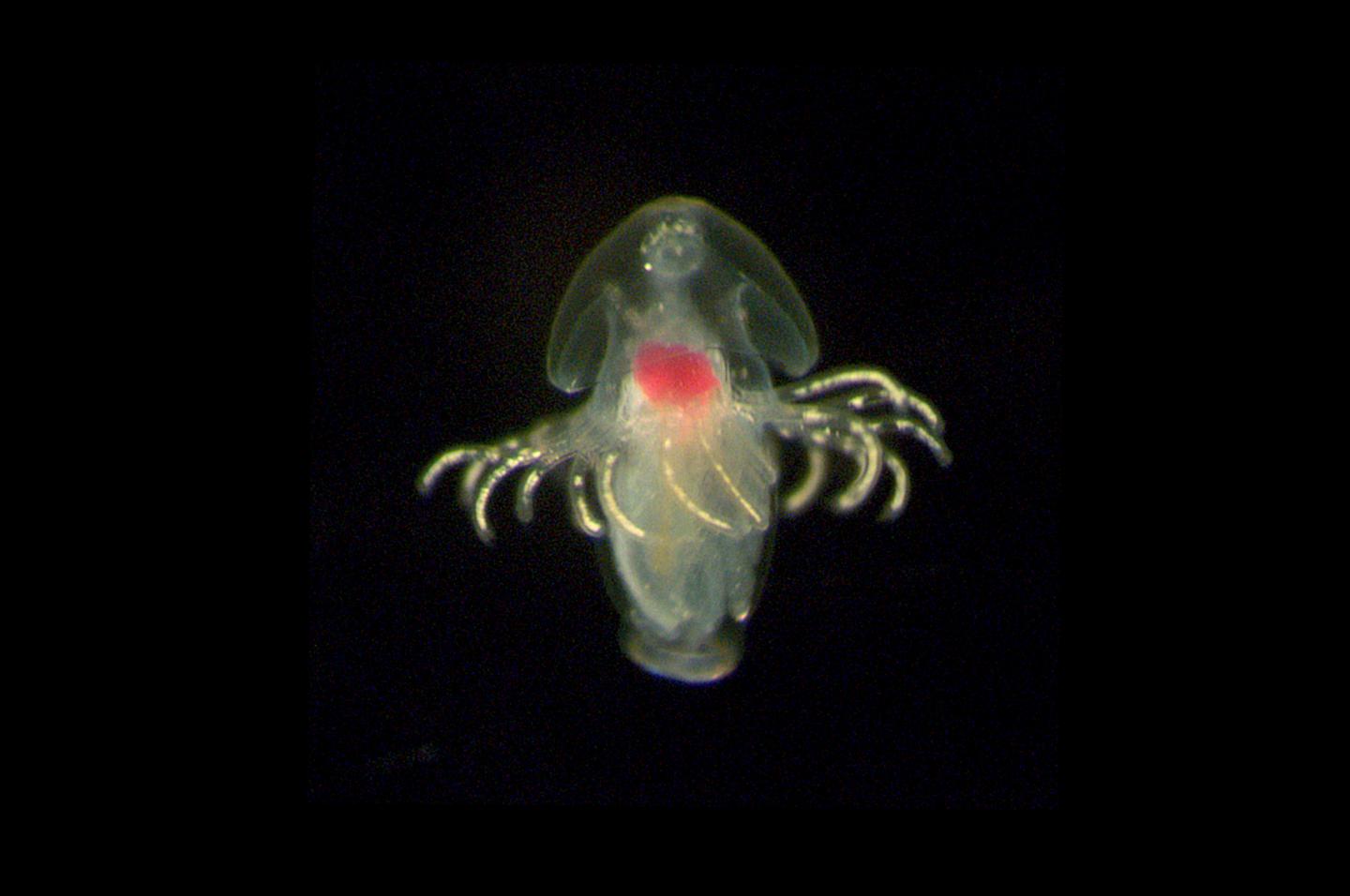 Phoronids Larvae Slideshow 1_5