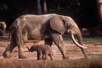 African Forest Elephants