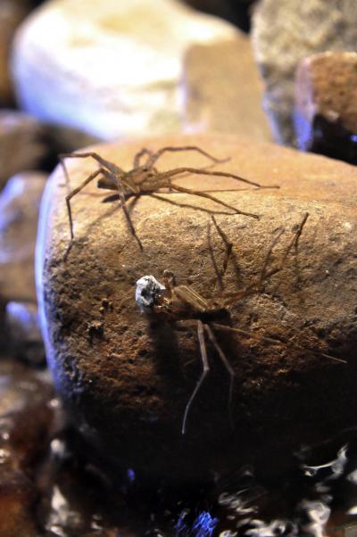 White Silk Wrappings Key to Female Spider's Heart
