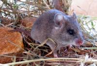 Mearns' Pouched Mouse (<em>Saccostomus mearnsi</em>)