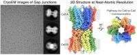 2D Image and 3D Structure of Gap Protein Junction from Eye Lens