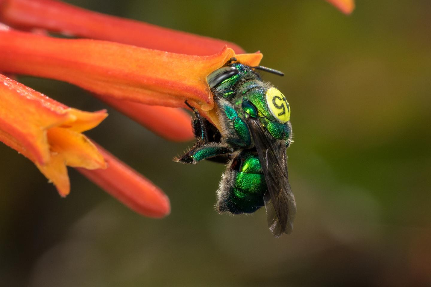 Scent - Collecting Orchid Bee Species Separated by a Single Gene