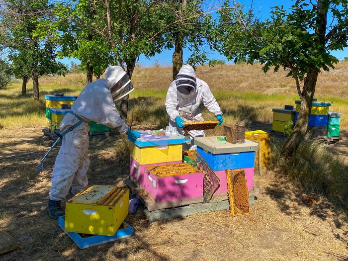 Beekeepers in Lethbridge, Alberta